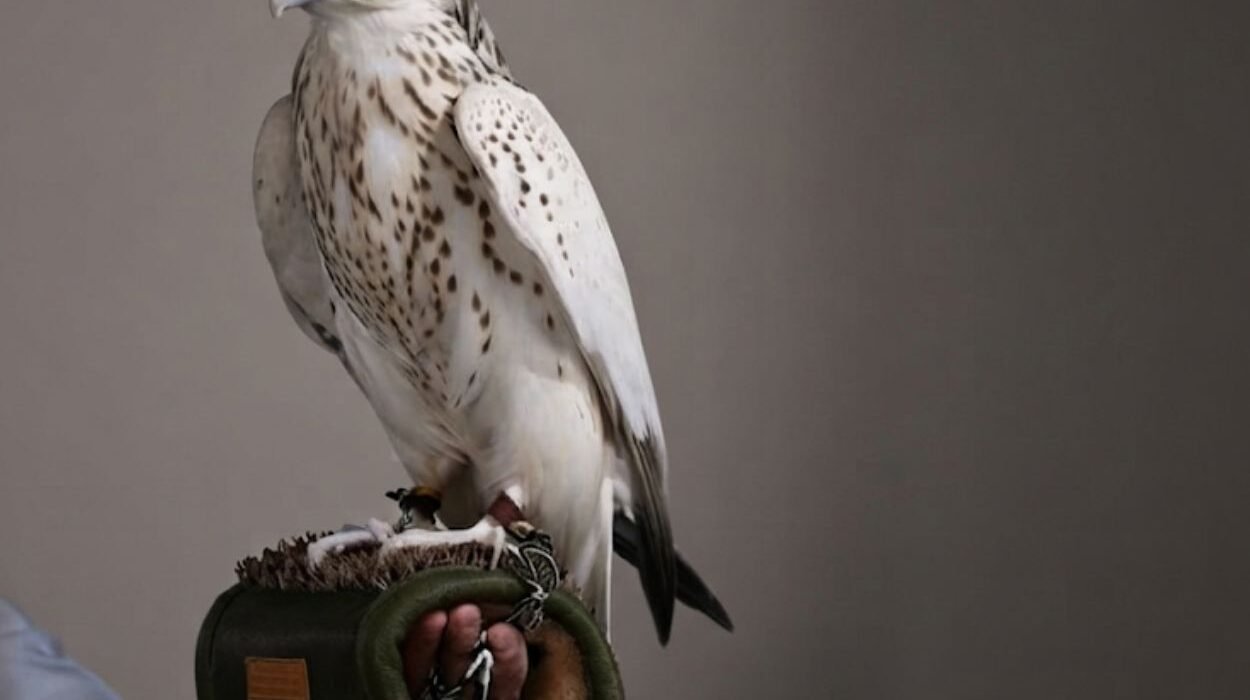 Record-Breaking Falcon Sale Highlights Global Appeal at Abu Dhabi Exhibition