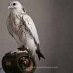 Record-Breaking Falcon Sale Highlights Global Appeal at Abu Dhabi Exhibition