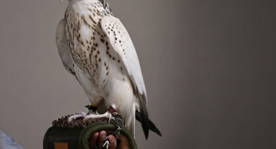 Record-Breaking Falcon Sale Highlights Global Appeal at Abu Dhabi Exhibition